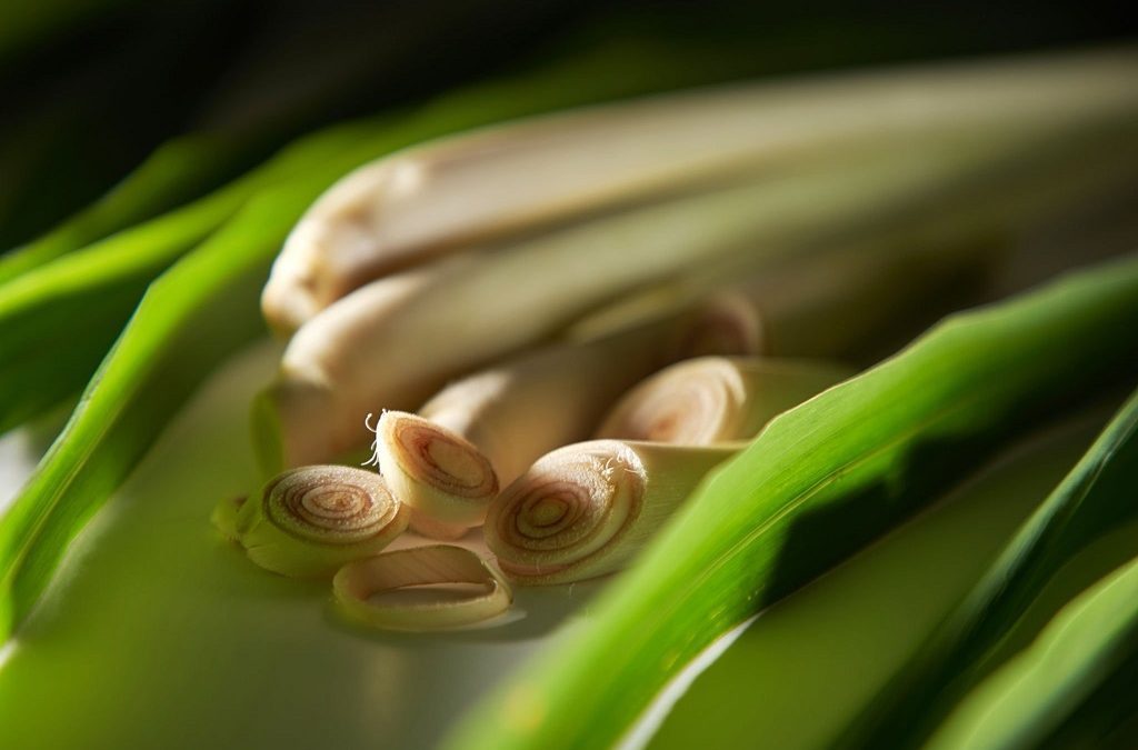 7 Fakta Unik Seputar Lemongrass yang Jarang Diketahui