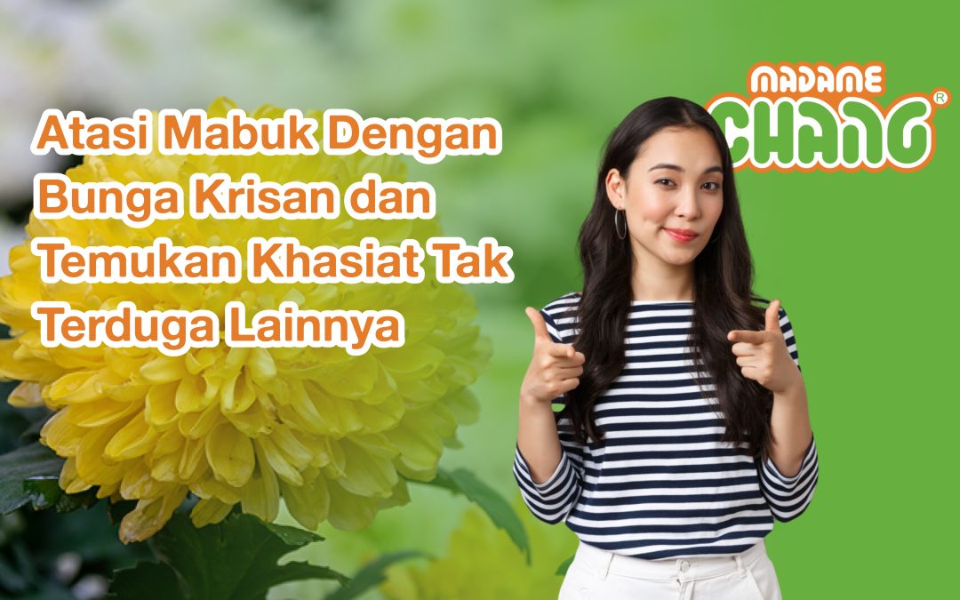Atasi Mabuk Dengan Bunga Krisan dan Temukan Khasiat Tak Terduga Lainnya